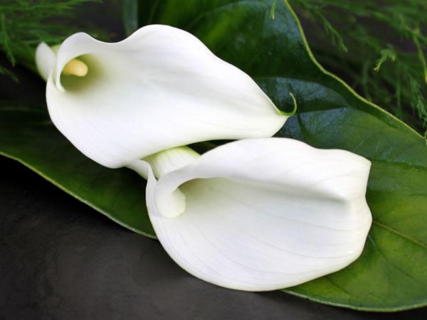 weiße Callas auf schwarzem Untergrund